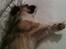 Blanding af racer Uno Chihuahua/Pekingeser
