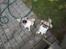 Blanding af racer Uno Chihuahua/Pekingeser
