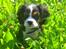 Cavalier king charles spaniel Basse Dion - :-)