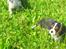 Cavalier king charles spaniel Basse Dion