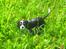 Cavalier king charles spaniel Basse Dion