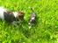 Cavalier king charles spaniel Basse Dion