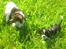 Cavalier king charles spaniel Basse Dion - Basse og Mons ude i den store verden :-)