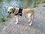 Labrador retriever King