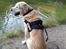 Labrador retriever King