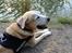 Labrador retriever King