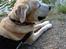 Labrador retriever King