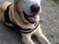 Labrador retriever King