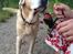 Labrador retriever King