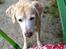 Labrador retriever King
