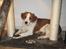 Kooikerhondje Micha