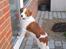 Kooikerhondje Micha