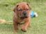 Dogue de bordeaux Shadow of oak Highlander Finni / Loui