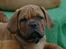 Dogue de bordeaux Shadow of oak Highlander Finni / Loui