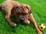 Dogue de bordeaux Shadow of oak Highlander Finni / Loui