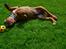 Dogue de bordeaux Shadow of oak Highlander Finni / Loui
