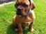 Dogue de bordeaux Shadow of oak Highlander Finni / Loui