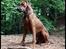 Rhodesian ridgeback - (Bhara-Bhara@Wolle Kirk) Sjumba