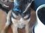 Schæferhund Elverhøj Karouso (Joey) - joey der lege med maling