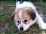 Blanding af racer Japansk spids/beagle Gaius
