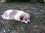 Blanding af racer Japansk spids/beagle Gaius