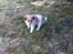 Blanding af racer Japansk spids/beagle Gaius