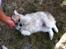 Blanding af racer Japansk spids/beagle Gaius
