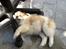 Blanding af racer Japansk spids/beagle Gaius