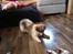 Blanding af racer Japansk spids/beagle Gaius