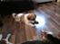 Blanding af racer Japansk spids/beagle Gaius