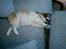 Blanding af racer Japansk spids/beagle Gaius
