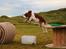Welsh springer spaniel Siffe