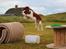 Welsh springer spaniel Siffe