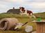 Welsh springer spaniel Siffe