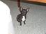 Chihuahua Lukas