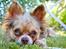 Chihuahua Valentino