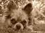 Chihuahua Valentino