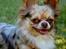 Chihuahua Valentino