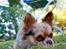 Chihuahua Valentino