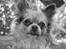 Chihuahua Valentino