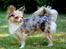 Chihuahua Valentino