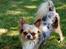Chihuahua Valentino