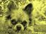 Chihuahua Valentino