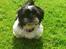 Shih tzu Malou