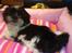 Shih tzu Malou