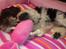 Shih tzu Malou