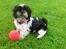 Shih tzu Malou
