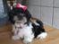 Shih tzu Malou