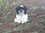Shih tzu Malou