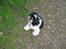 Shih tzu Malou